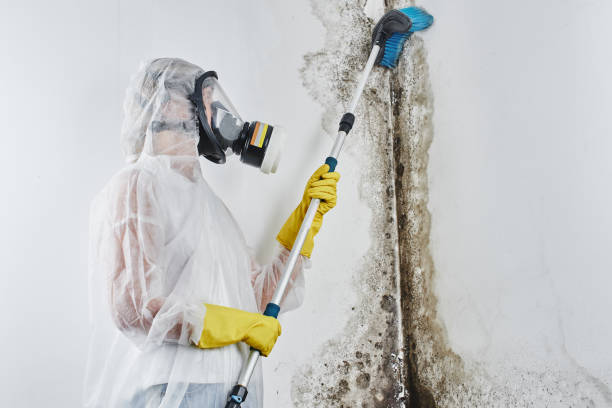 Attic Mold Removal in West Sacramento, CA