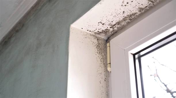 Best Fast Mold Removal  in West Sacramento, CA