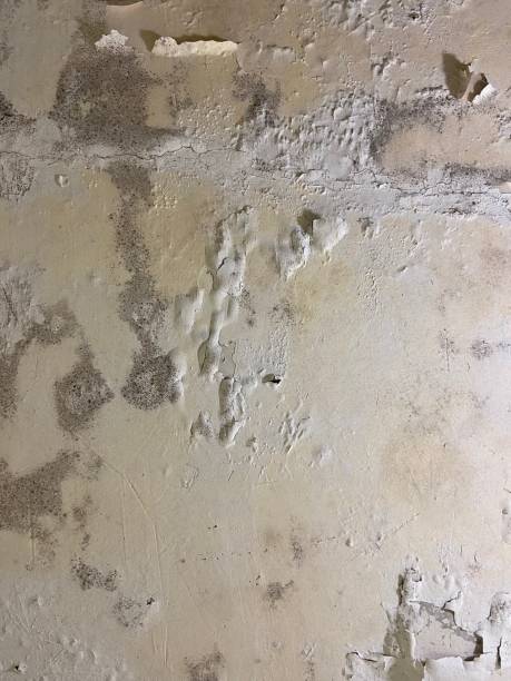 Best Mold Remediation  in West Sacramento, CA