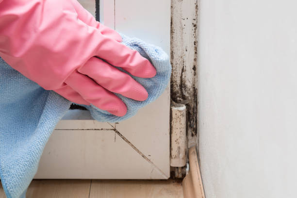 Best Certified Mold Removal  in West Sacramento, CA
