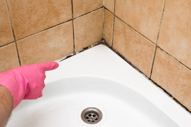 Best Commercial Mold Removal  in West Sacramento, CA