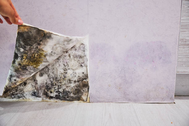 Best Mold Remediation Services  in West Sacramento, CA